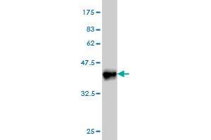 Western Blot detection against Immunogen (36. (CRLF1 Antikörper  (AA 135-230))