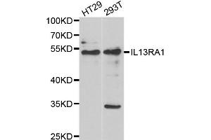 Western blot analysis of extracts of various cell lines, using IL13RA1 antibody (ABIN5973986) at 1/1000 dilution. (IL13 Receptor alpha 1 Antikörper)