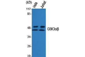Western Blot (WB) analysis of specific cells using GSK3alpha/beta Polyclonal Antibody. (GSK3 alpha/beta Antikörper  (Ser4520))