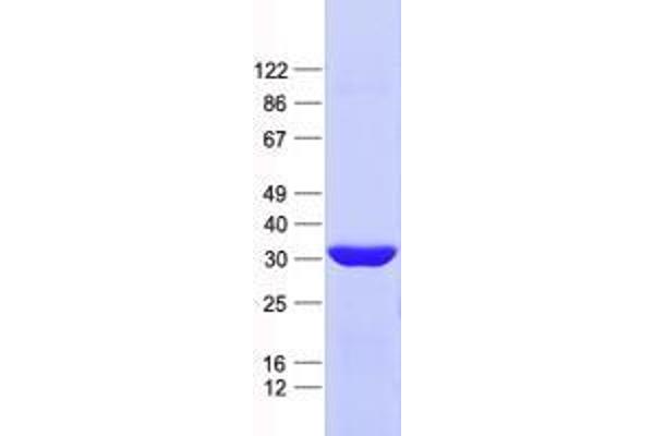 ZNF124 Protein (His tag)