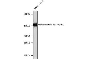 Western blot analysis of extracts of Mouse liver, using Lipoprotein lipase (LPL) (LPL) Rabbit mAb (ABIN1682726, ABIN3018558, ABIN3018559 and ABIN7101626) at 1:1000 dilution. (Lipoprotein Lipase Antikörper)