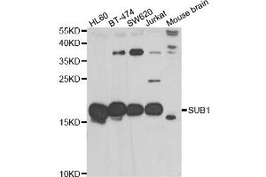 Western blot analysis of extracts of various cell lines, using SUB1 antibody (ABIN5974252) at 1/1000 dilution. (SUB1 Antikörper)