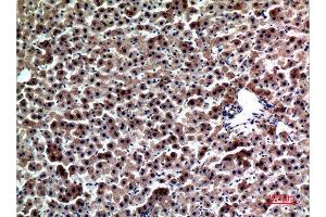 Immunohistochemistry (IHC) analysis of paraffin-embedded Rat liver, antibody was diluted at 1:100. (FGL1 Antikörper  (Internal Region))