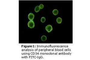 Image no. 2 for anti-CD34 (CD34) antibody (ABIN232132) (CD34 Antikörper)