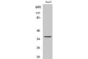 Western Blotting (WB) image for anti-TAS2R39 (TAS2R39) (Internal Region) antibody (ABIN6281971) (TAS2R39 Antikörper  (Internal Region))