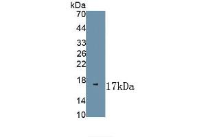 Detection of Recombinant NGF, Porcine using Polyclonal Antibody to Nerve Growth Factor (NGF) (Nerve Growth Factor Antikörper  (AA 110-229))