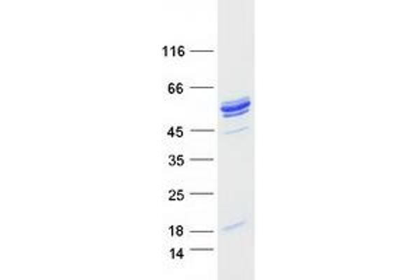 NAT6 Protein (Myc-DYKDDDDK Tag)