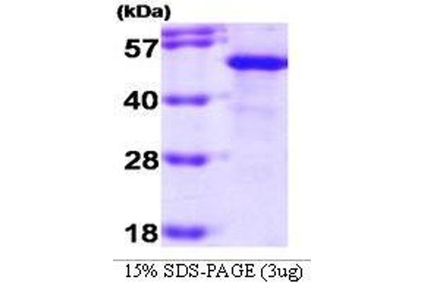 HSC70 Interacting Protein HIP Protein (AA 1-369)