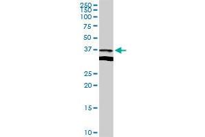 APOL2 MaxPab rabbit polyclonal antibody. (Apolipoprotein L 2 Antikörper  (AA 1-337))