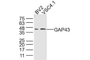 Lane 1: BV2 Cell lysates; Lane 2: VSC4. (GAP43 Antikörper)