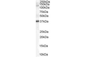 Western Blotting (WB) image for anti-Cyclin J-Like (CCNJL) (Middle Region) antibody (ABIN2791169) (CCNJL Antikörper  (Middle Region))