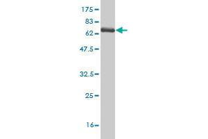 Western Blotting (WB) image for anti-Sphingosine Kinase 1 (SPHK1) (AA 1-384) antibody (ABIN522355)