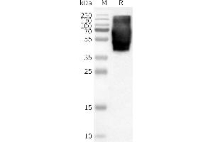 WB analysis of Human -Nanodisc with anti-Flag monoclonal antibody at 1/5000 dilution, followed by Goat Anti-Rabbit IgG HRP at 1/5000 dilution (GPR84 Protein)