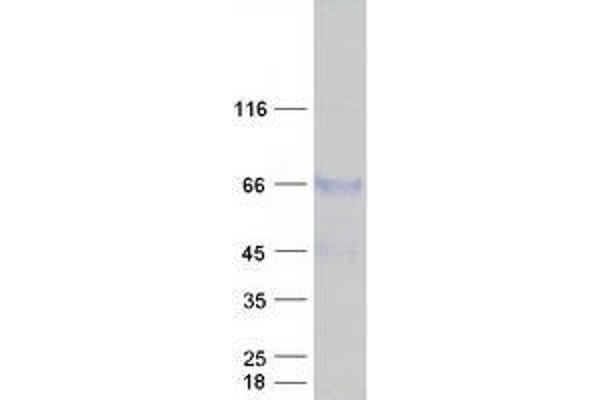 TXNDC15 Protein (Myc-DYKDDDDK Tag)