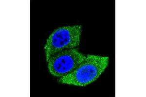 Confocal immunofluorescent analysis of HSA Antibody (ABIN659080 and ABIN2838072) with Hela cell followed by Alexa Fluor® 488-conjugated goat anti-mouse lgG (green). (HSP70 1A Antikörper  (AA 574-600))