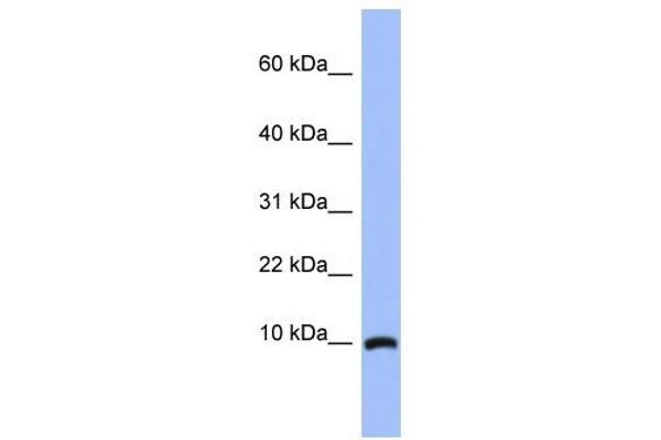 ACBD7 Antikörper  (N-Term)