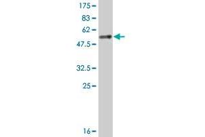 Western Blot detection against Immunogen (52. (YWHAB Antikörper  (AA 1-246))