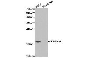 Western Blotting (WB) image for anti-Histone 3 (H3) (H3K79me) antibody (ABIN1873006) (Histone 3 Antikörper  (H3K79me))