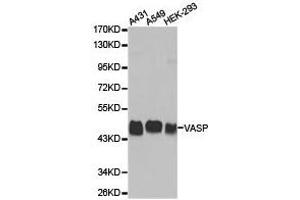 Western Blotting (WB) image for anti-Vasodilator-Stimulated phosphoprotein (VASP) antibody (ABIN1875310) (VASP Antikörper)