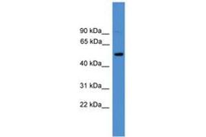 Image no. 1 for anti-CD4 (CD4) (C-Term) antibody (ABIN6745397) (CD4 Antikörper  (C-Term))