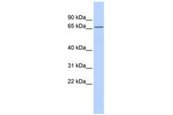 KCNG1 Antikörper  (AA 108-157)