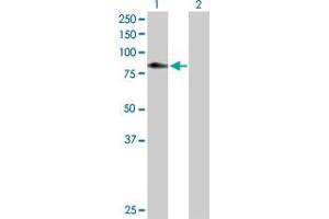 Western Blot analysis of C1S expression in transfected 293T cell line by C1S MaxPab polyclonal antibody. (C1S Antikörper  (AA 1-688))