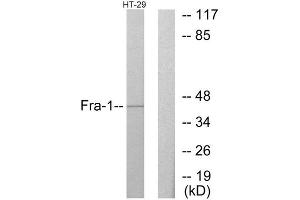 Western Blotting (WB) image for anti-FOS-Like Antigen 1 (FOSL1) (Internal Region) antibody (ABIN1849181) (FOSL1 Antikörper  (Internal Region))