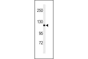 Western blot analysis of NEDD4 Antibody (C-term) (ABIN653889 and ABIN2843135) in mouse NIH-3T3 cell line lysates (35 μg/lane). (NEDD4 Antikörper  (C-Term))