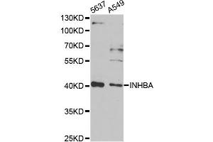 Western blot analysis of extracts of various cell lines, using INHBA antibody (ABIN2563435) at 1:1000 dilution. (INHBA Antikörper)