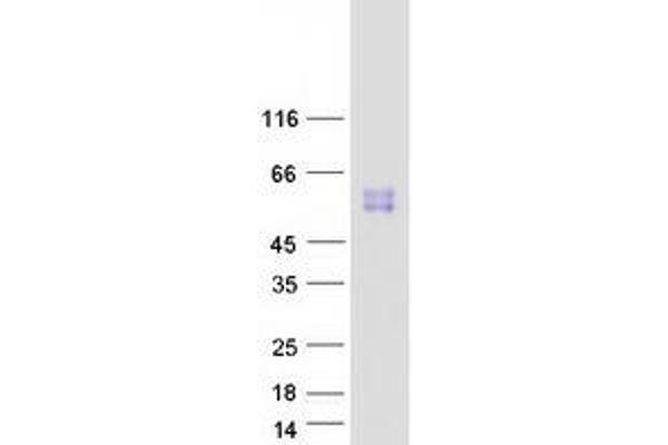 SIGLEC14 Protein (Myc-DYKDDDDK Tag)