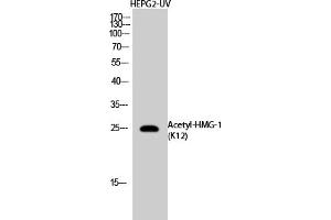 Western Blot analysis of NIH-3T3, HepG2-UV cells using Acetyl-HMG-1 (K12) Polyclonal Antibody. (HMGB1 Antikörper  (acLys12))