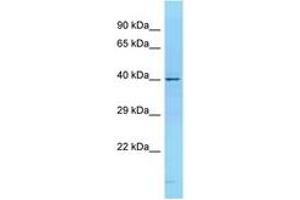 Image no. 1 for anti-CD68 Molecule (CD68) (N-Term) antibody (ABIN6748455) (CD68 Antikörper  (N-Term))