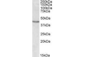 Western Blotting (WB) image for anti-POU Class 3 Homeobox 2 (POU3F2) antibody (ABIN5904281) (POU3F2 Antikörper)
