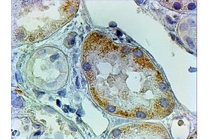 ABIN4902506 (2µg/ml) staining of paraffin embedded Human Kidney. (AADAT Antikörper)