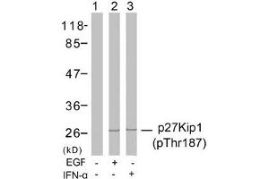 Western blot analysis of extracts from Hela cells untreated or treated with EGF, IFN-a using p27Kip1(Phospho-Thr187) Antibody. (CDKN1B Antikörper  (pThr187))