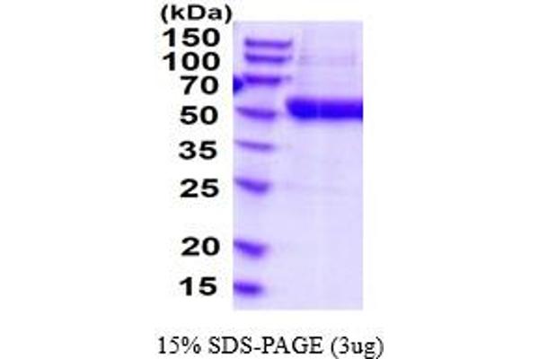 ENTPD3 Protein (AA 44-485) (His tag)