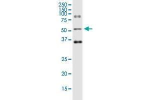 Western Blotting (WB) image for anti-Ornithine Decarboxylase 1 (ODC1) (AA 1-461) antibody (ABIN518505)