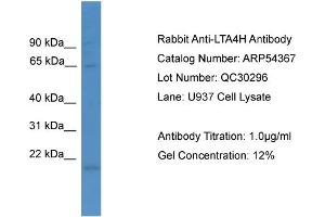 WB Suggested Anti-LTA4H  Antibody Titration: 0. (LTA4H Antikörper  (N-Term))