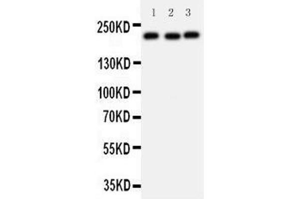 TP53BP1 Antikörper  (C-Term)