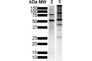Western Blot analysis of Human Breast Cancer Cell line and Mouse Brain showing detection of Tau protein using Mouse Anti-Tau Monoclonal Antibody, Clone 1D5 (ABIN6952077). (tau Antikörper  (Atto 594))