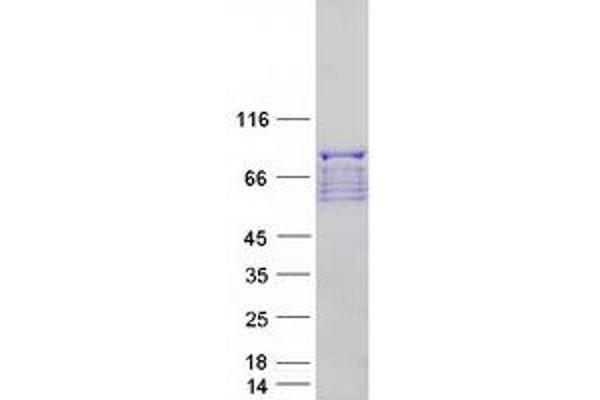 Plakophilin 3 Protein (PKP3) (Myc-DYKDDDDK Tag)