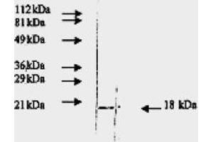Western Blotting (WB) image for anti-Fibroblast Growth Factor 2 (Basic) (FGF2) antibody (ABIN452474) (FGF2 Antikörper)
