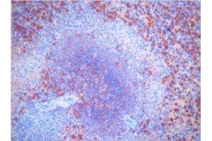 Immunohistochemistry (IHC) image for Mouse anti-Pig IgM antibody (ABIN400639) (Maus anti-Schwein IgM Antikörper)