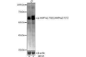 Western blot analysis of extracts of C6 cells, using Phospho-AMPKa1-T183/AMPKa2-T172 antibody (ABIN3020441, ABIN3020442, ABIN3020443 and ABIN1681942) at 1:1000 dilution. (AMPK alpha Antikörper  (pThr172))