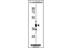 Western blot analysis of CYTH3 Antibody in mouse cerebellum tissue lysates (35ug/lane) (Cytohesin 3 Antikörper  (C-Term))