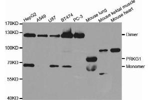 Western blot analysis of extracts of various cell lines, using PRKG1 antibody (ABIN5971390) at 1/1000 dilution. (PRKG1 Antikörper)