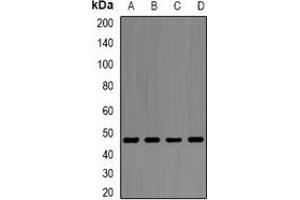 Western blot analysis of Alpha-enolase expression in PC3 (A), Ramos (B), Hela (C), THP1 (D) whole cell lysates. (ENO1 Antikörper)