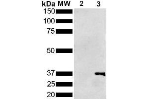 Western Blot analysis of Pseudomonas aeruginosa Metallothionein (PmtA) GST tagged showing detection of 36 kDa Metallothionein protein using Mouse Anti-Metallothionein Monoclonal Antibody, Clone 1F5 (ABIN5650683). (Metallothionein Antikörper  (Atto 594))