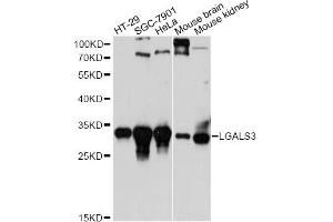 Western blot analysis of extracts of various cell lines, using LGALS3 antibody. (Galectin 3 Antikörper)