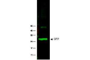 Image no. 2 for anti-Green Fluorescent Protein (GFP) antibody (ABIN1101738) (GFP Antikörper)